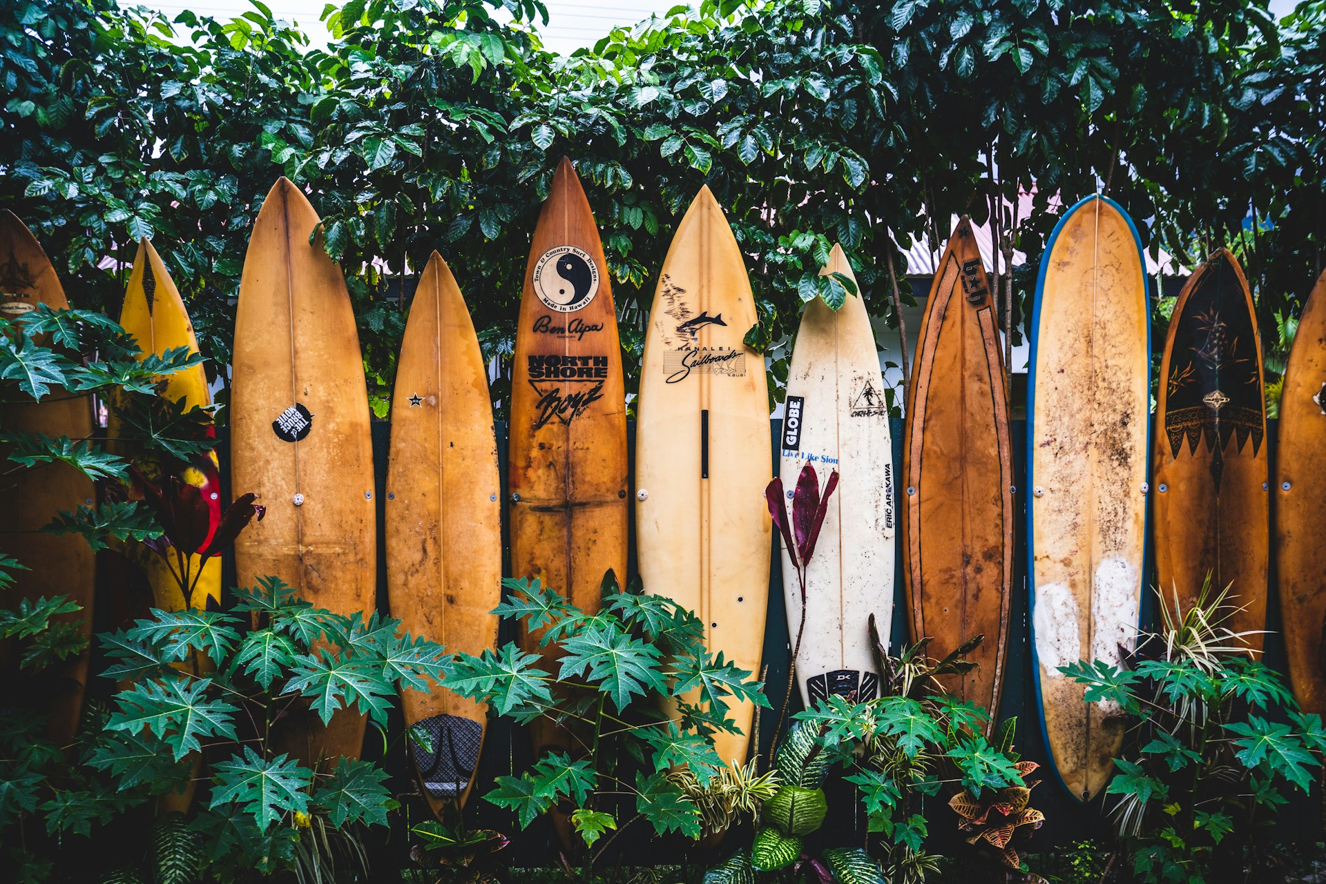 Hawaiian Coast
